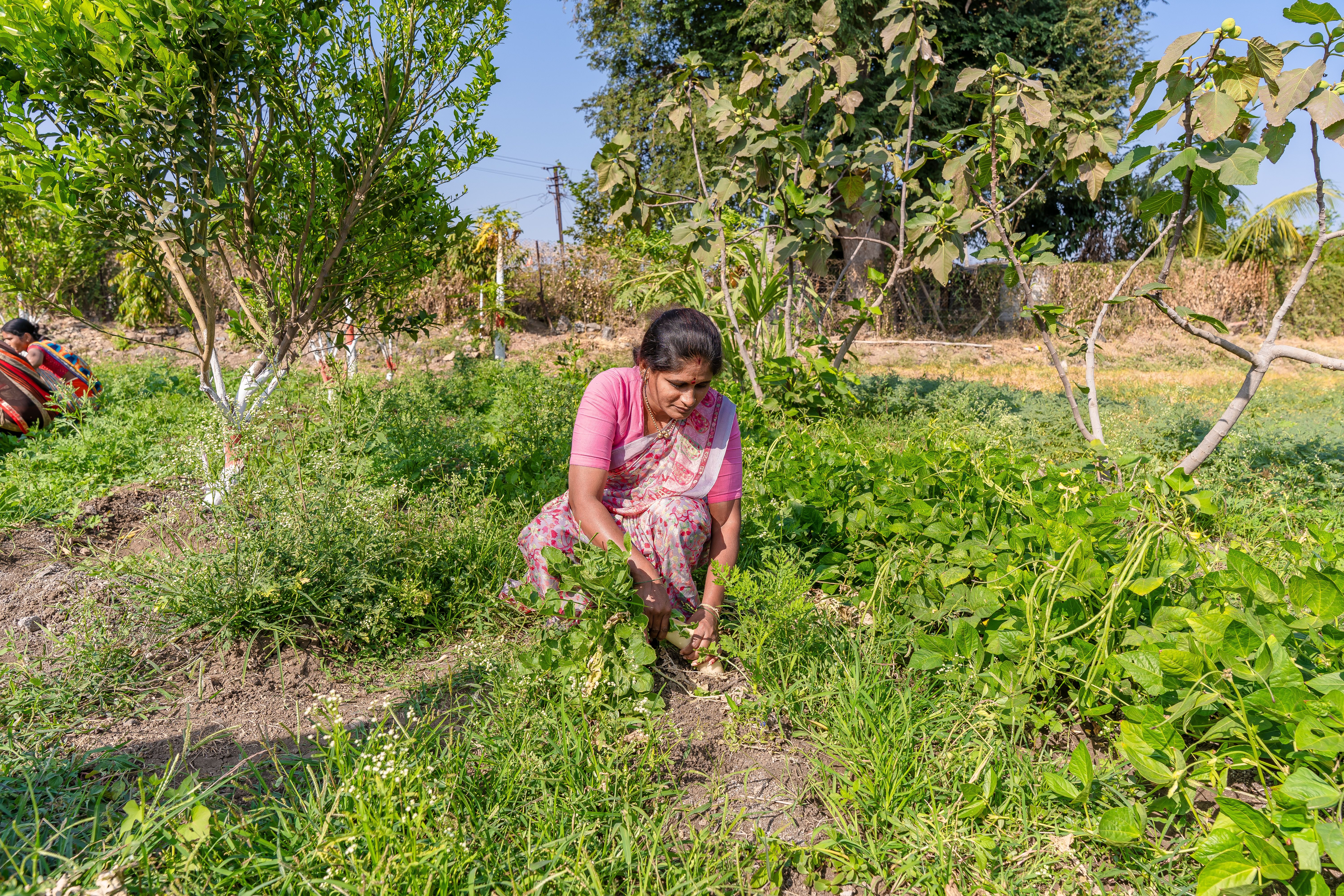 Organic farming at Agastya Farms