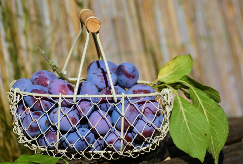 Organic farming