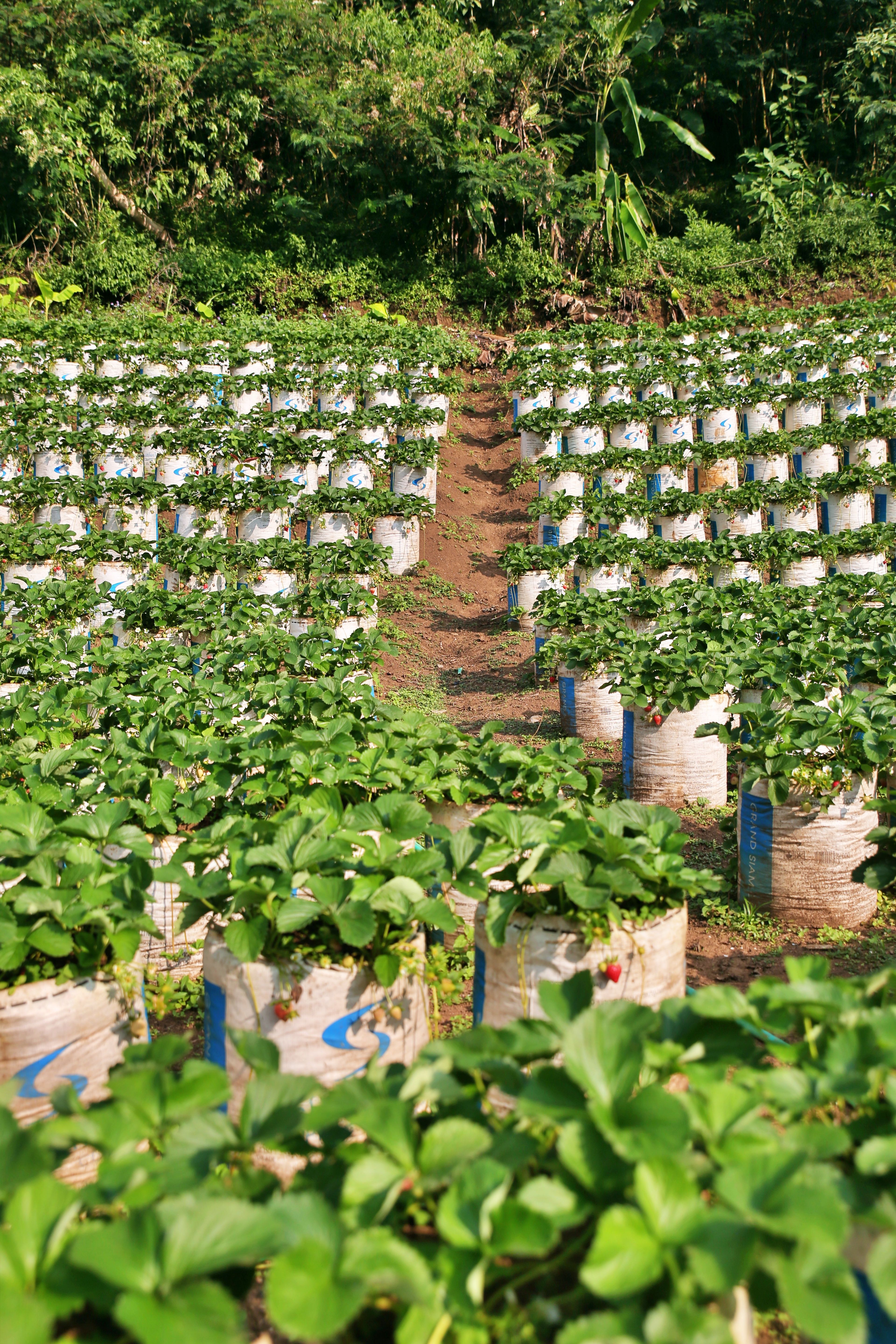 Organic farming practices at Agastya Farms