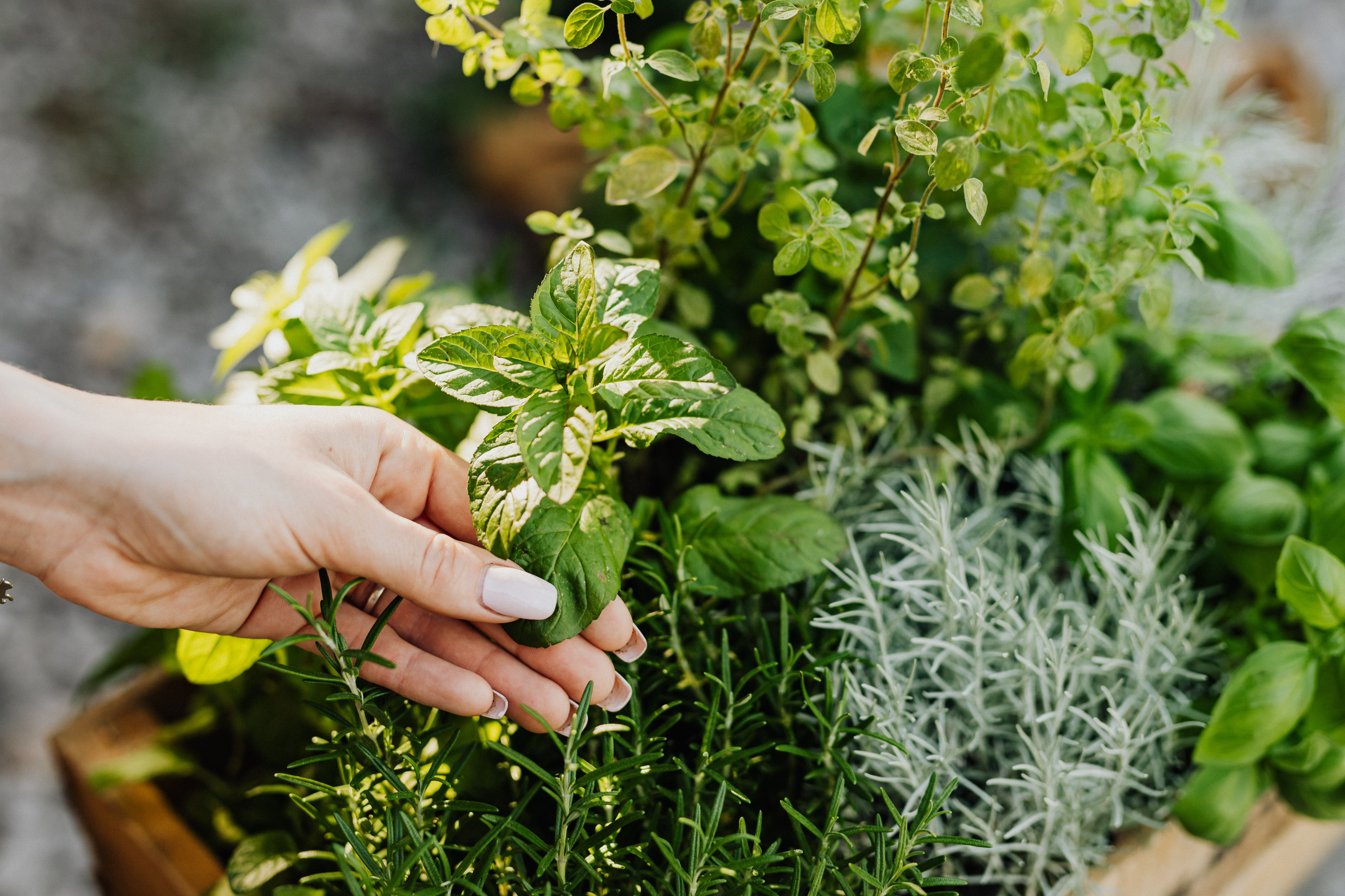 Organic herbs and spices